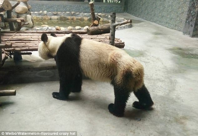 Outrage as 'starving' panda 'so skinny you can count its ribs' is