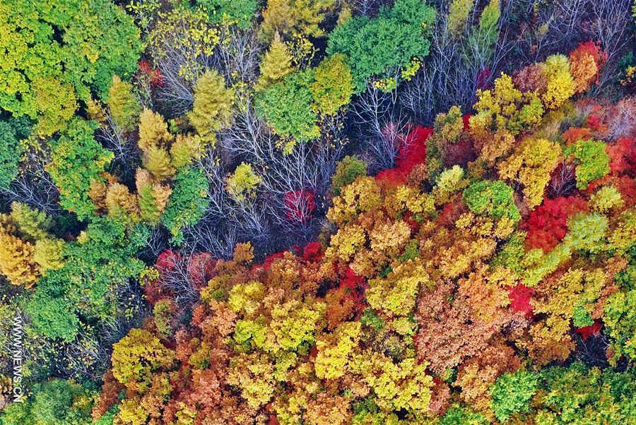 Autumn scenery in NE China's Liaoning