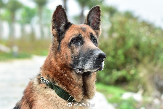 Police dog with meritorious service remembered in Guangdong