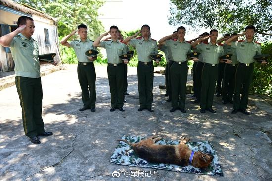 Police dog with meritorious service remembered in Guangdong