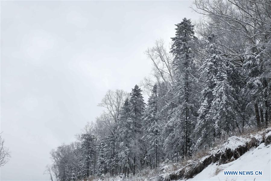 In pics: snow scenery at forest scenic spot in NE China