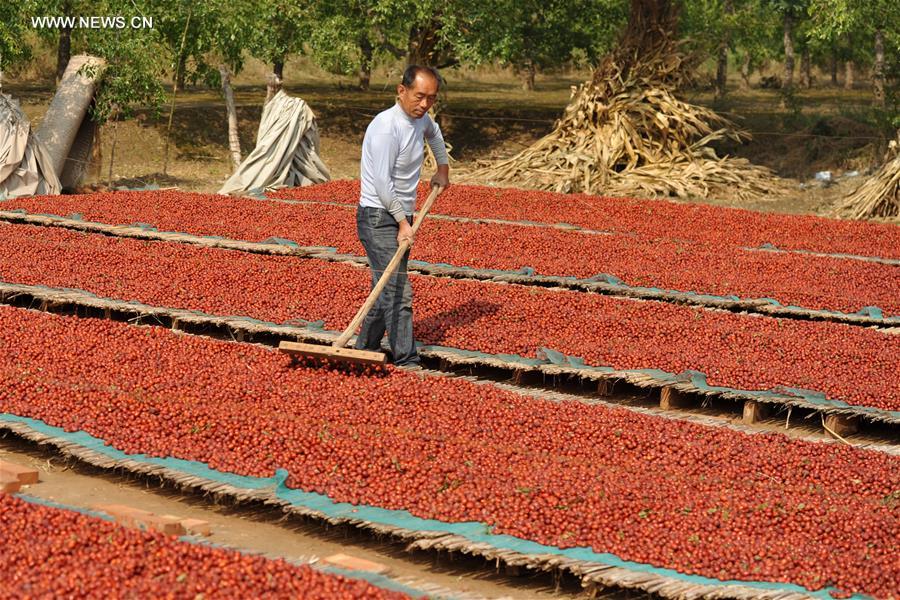 N China's Hebei witnesses great harvest season of red dates