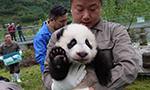 The new-born panda cubs of 2017 make first public debut in SW China