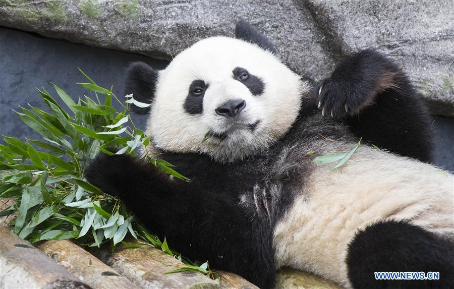 Canadian-born giant panda twins celebrate 2nd birthday at Toronto Zoo