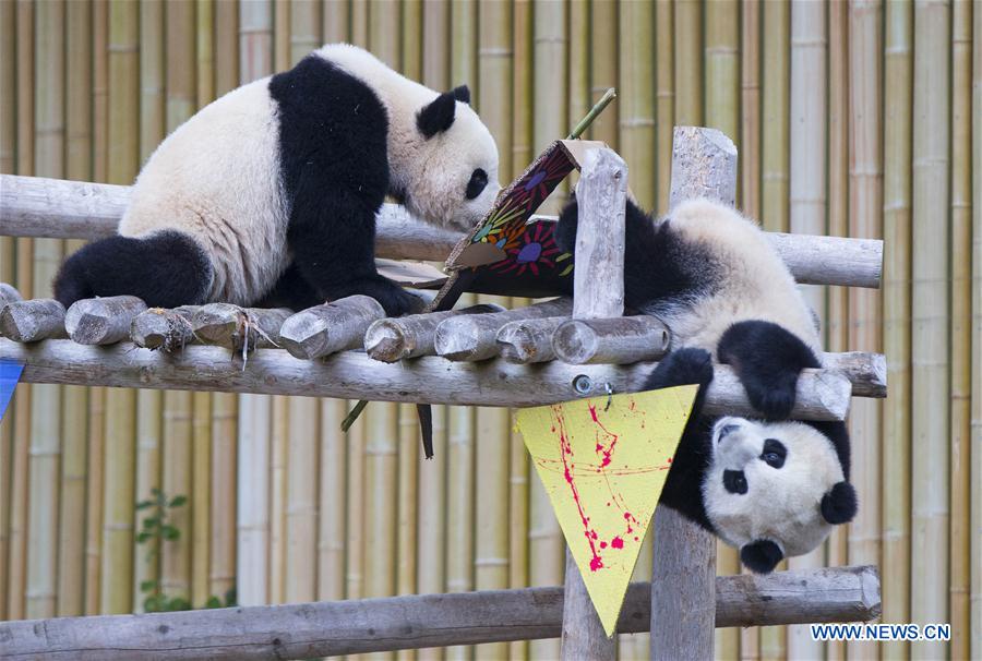 Canadian-born giant panda twins celebrate 2nd birthday at Toronto Zoo