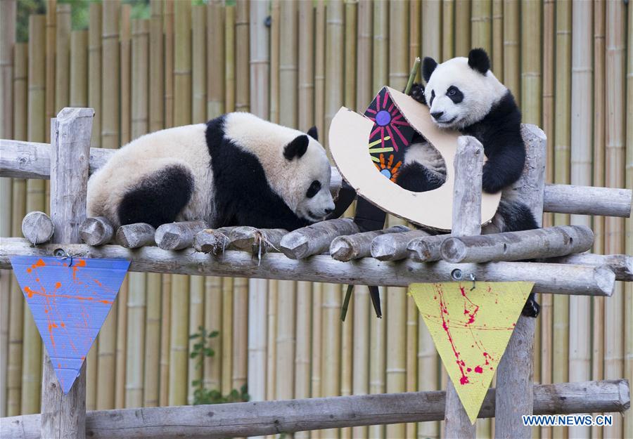 Canadian-born giant panda twins celebrate 2nd birthday at Toronto Zoo