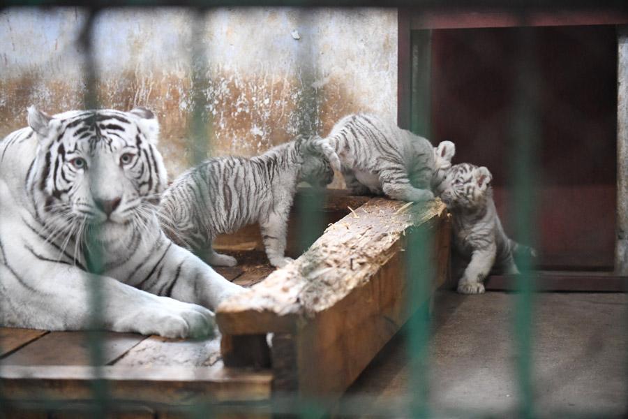 Three white tiger cubs steal the show in Harbin