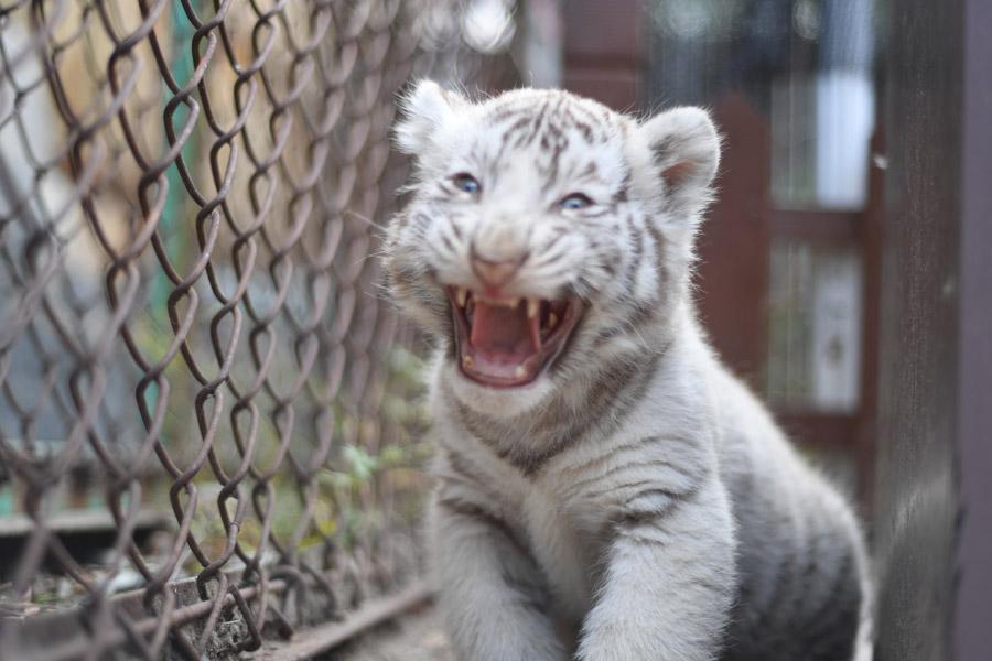 Three white tiger cubs steal the show in Harbin