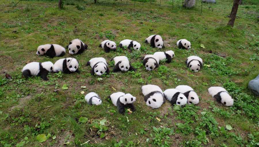So Cute 36 New Born Panda Cubs Debut In Sw China Peoples Daily Online