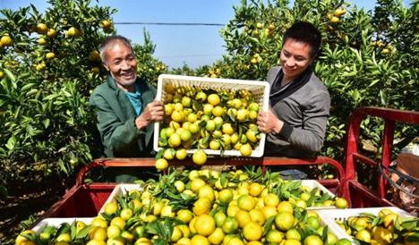 Autumn harvest seen nationwide