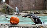 Animals at London zoo enjoy Halloween themed treats