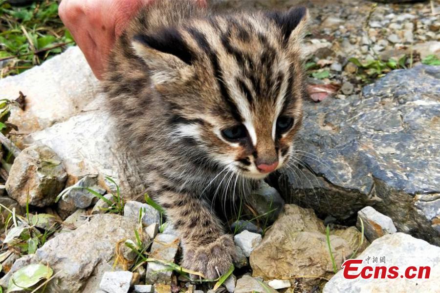 Photo taken by an infrared camera shows a leopard cat in Houhe Nature Reserve in Wufeng Tujia Autonomous County, Central China’s Hubei Province. Researchers have now found three leopard cats, which are under second class animal protection in China, living in the reserve. (Photo: China News Service/Zhu Xiaoqin)
