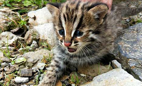 Leopard cats found in nature reserve