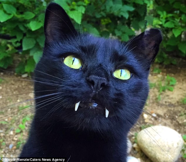 Cat out of hell! Feline 'vampire' with unusual fangs dresses up in a cape for Halloween