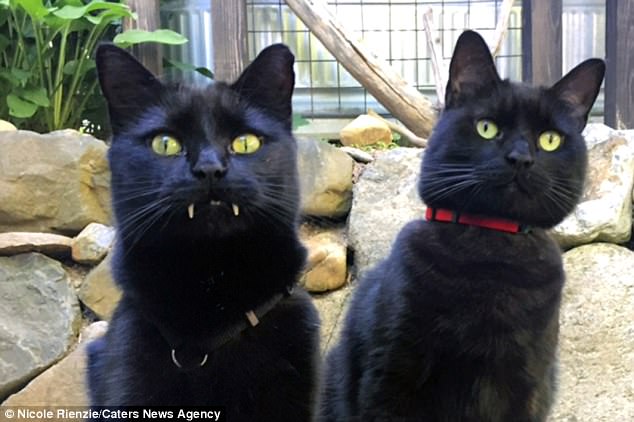 Cat out of hell! Feline 'vampire' with unusual fangs dresses up in a cape for Halloween
