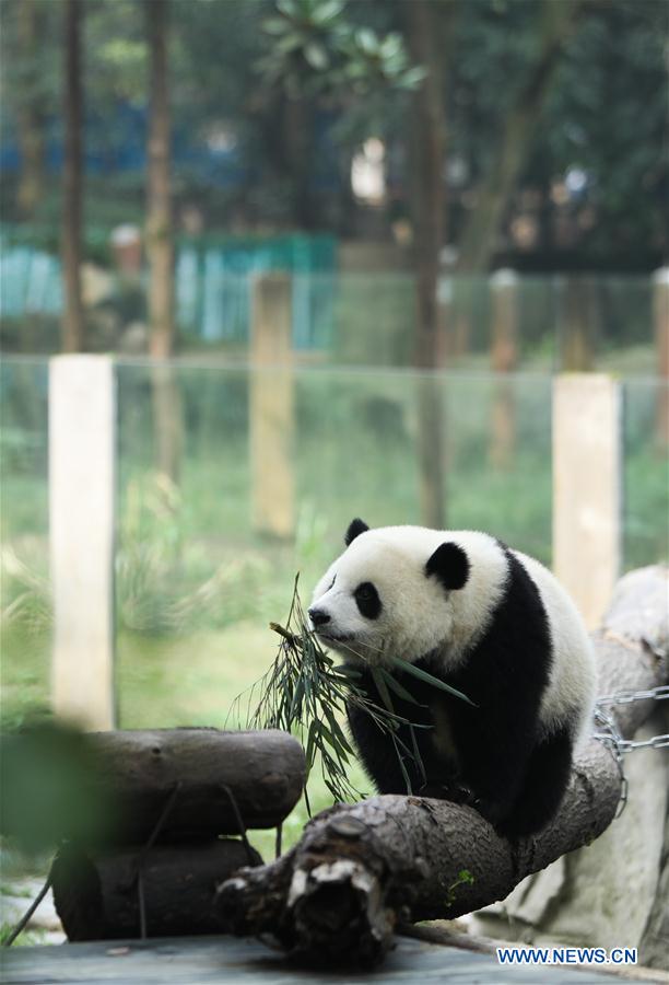 Giant pandas' happy life at Chongqing Zoo