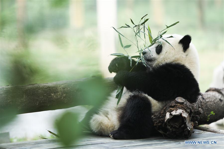 Giant pandas' happy life at Chongqing Zoo