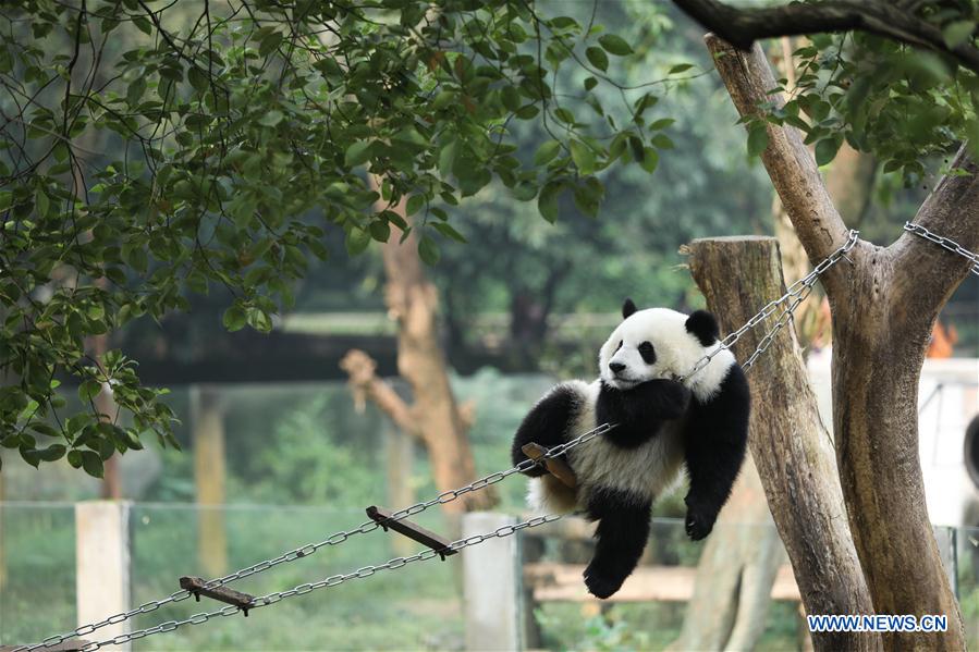 Giant pandas' happy life at Chongqing Zoo