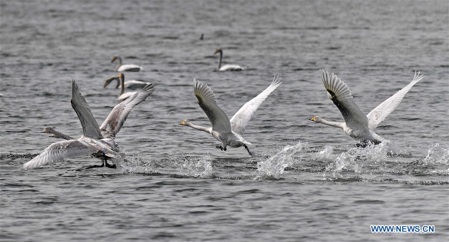 Whooper swans fly to spend winter in China's Shanxi