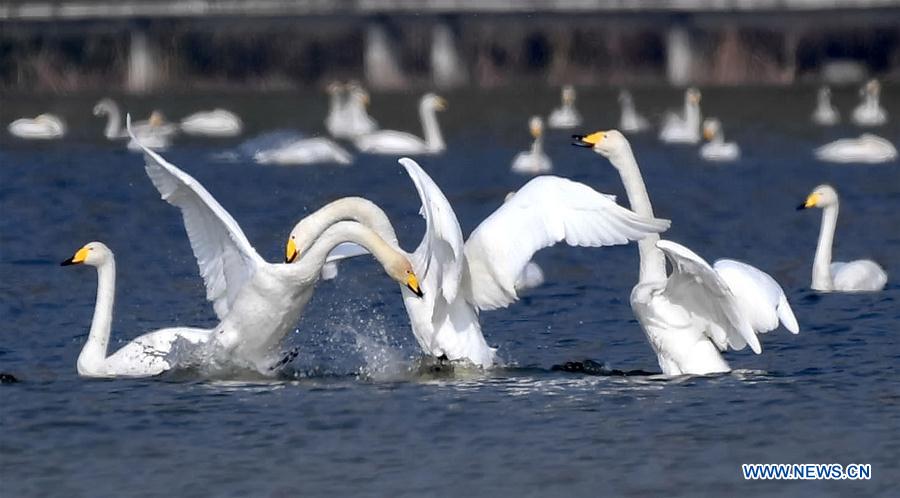 Whooper swans fly to spend winter in China's Shanxi