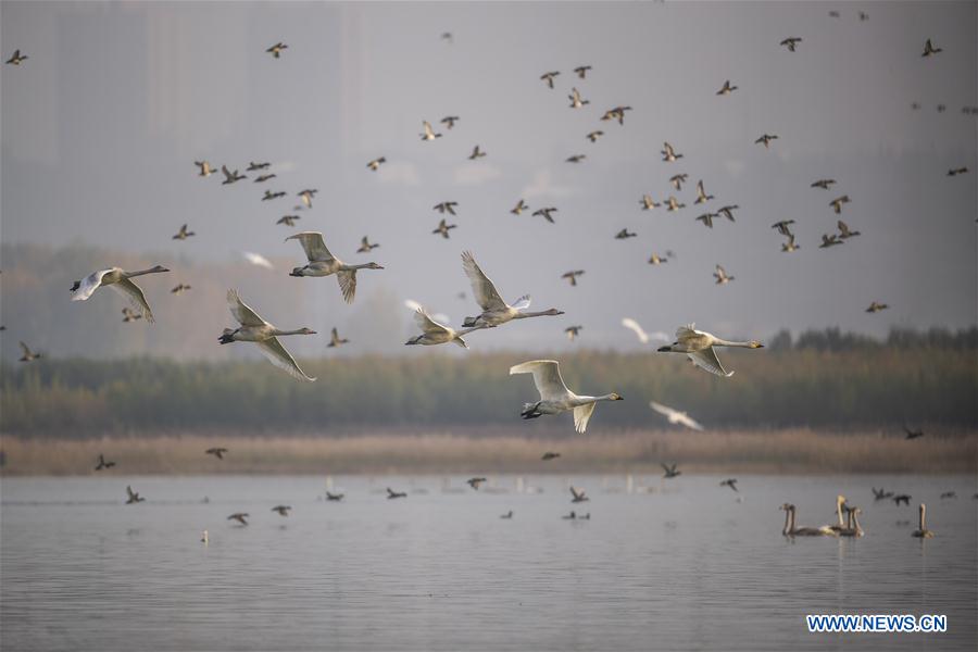 Whooper swans fly to spend winter in China's Shanxi