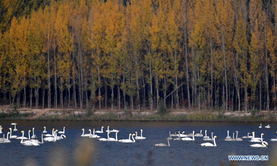 Whooper swans fly to spend winter in China's Shanxi