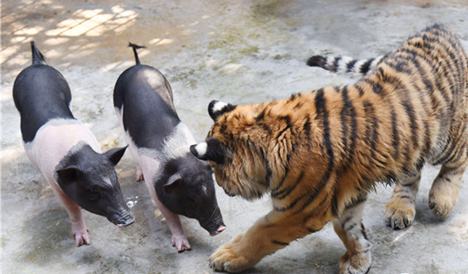 Piggies, Siberian tiger become friends at Shenzhen zoo