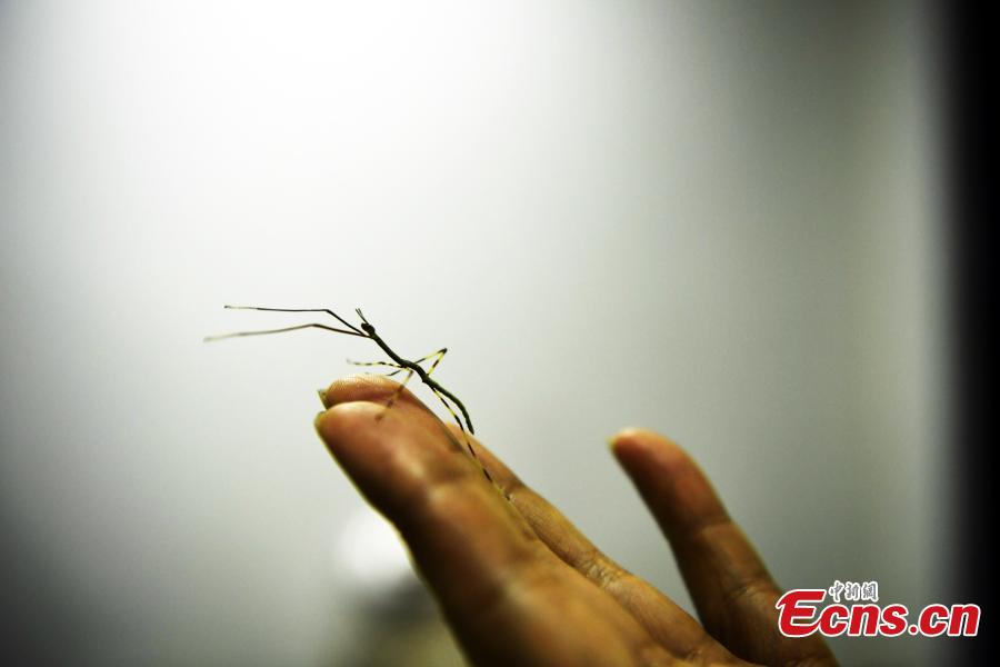 Egg from world's largest insect hatches in southwest China