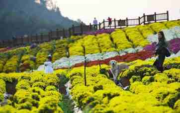 Tourists visit chrysanthemum plantation in SW China