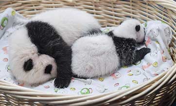 Number of captive pandas reaches 520 worldwide