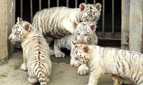 In pics: quadruplets of tiger cubs in E China's Jiangsu