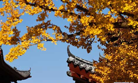 Gingko trees of over 1,300 years seen in E China