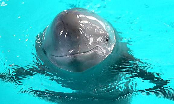 Survey aims to help save finless porpoise in Yangtze