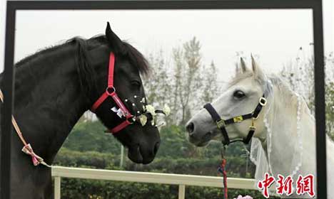 Romance of two horses goes viral on Chinese Internet