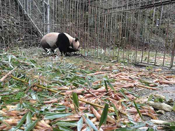 Outrage as 'starving' panda 'so skinny you can count its ribs' is