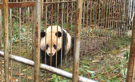 Captive-bred panda pair to be released into wild