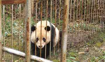 Captive-bred panda pair to be released into wild after ‘survival training’