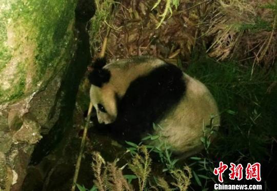 Outrage as 'starving' panda 'so skinny you can count its ribs' is