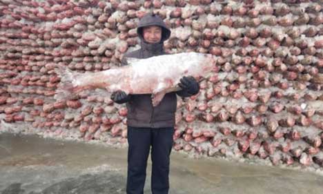 Fishermen build wall with 2,000 fish in Jilin