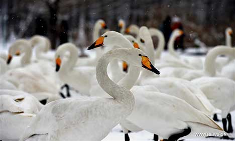 Swans seen at Yellow River Wetland in N China