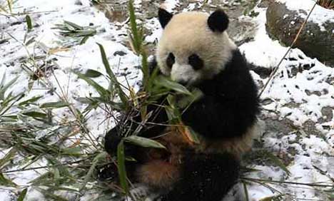 Pandas have fun in the snow