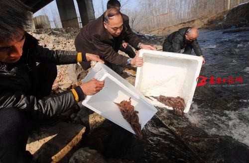 Hanjiang River: welcome salamanders!
