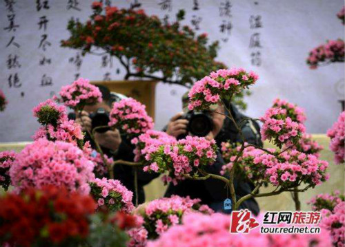 Changsha Spring Festival Flower Fair stages