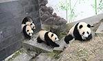 Reintegrating ‘spoiled’ giant pandas into natural habitat remains tough challenge