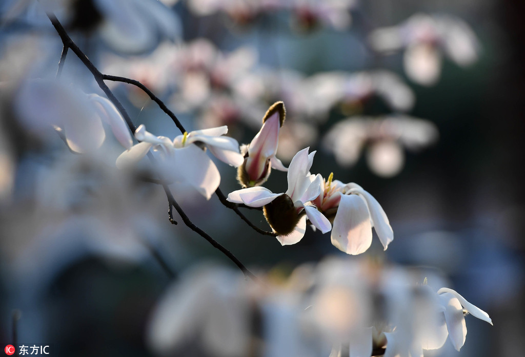 Magnolia blossoms seen in the Xiufeng Mountain Park in Changsha