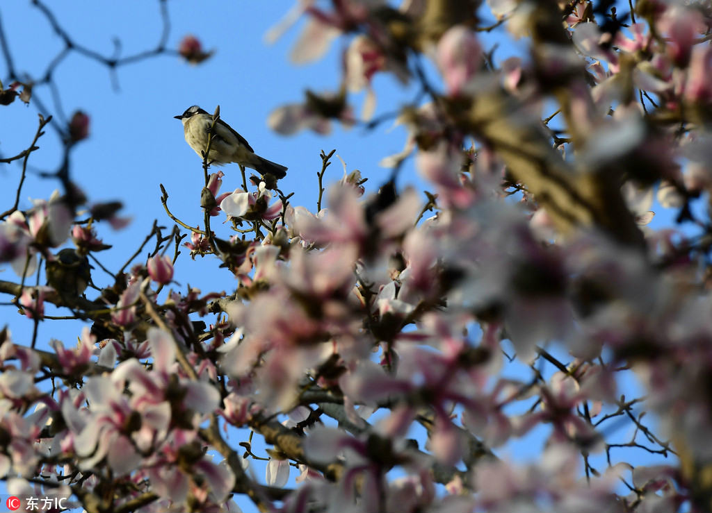 Magnolia blossoms seen in the Xiufeng Mountain Park in Changsha