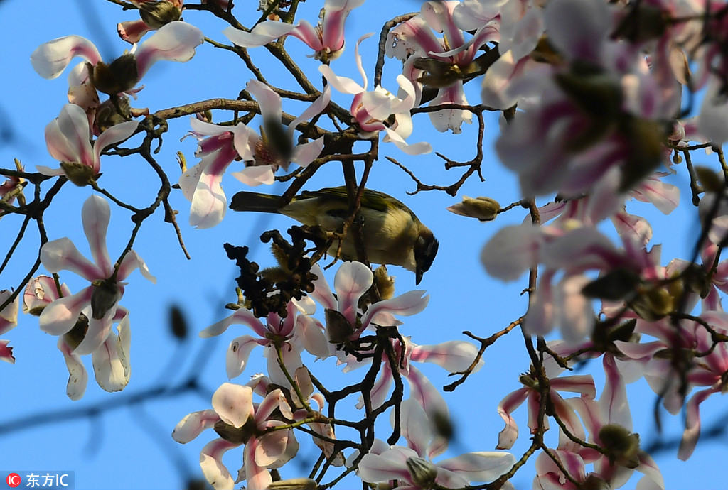 Magnolia blossoms seen in the Xiufeng Mountain Park in Changsha