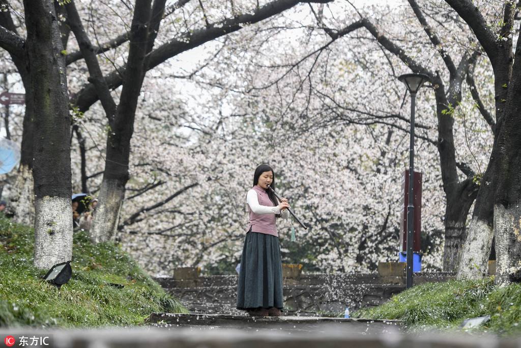 Performers stage a show under the blooming cherry blossom in Changsha