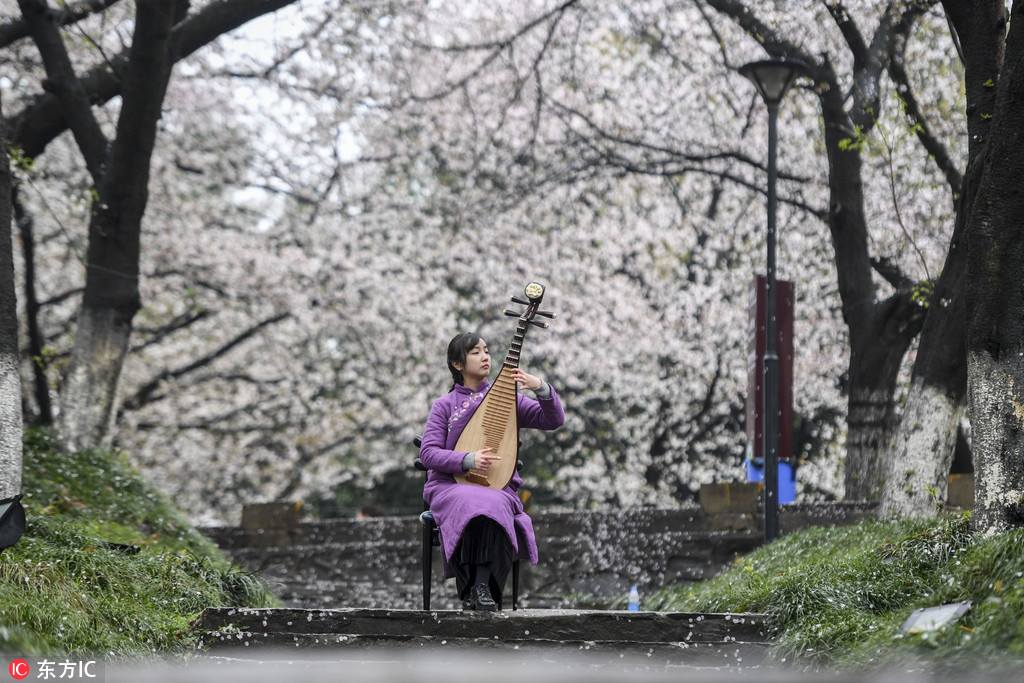 Performers stage a show under the blooming cherry blossom in Changsha
