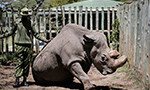 China laments demise of last male northern white rhino